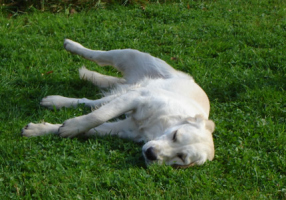 Hundepension
