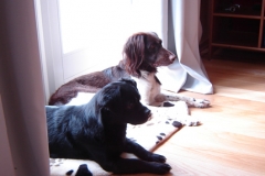 hunde_bilder_030
