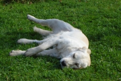 hunde_bilder_036