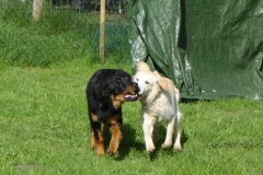 jung-hunde_005