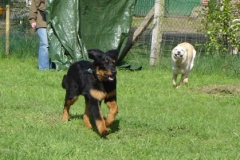 jung-hunde_006