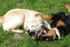 jung-hunde_007